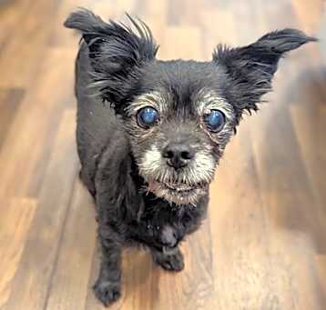 Photo of Stella