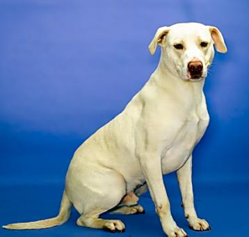 Photo of Rowdy*