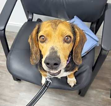 Photo of Penny
