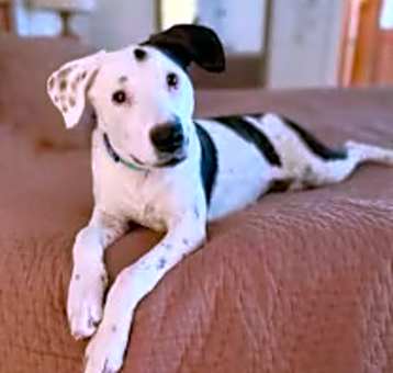 Photo of Spot