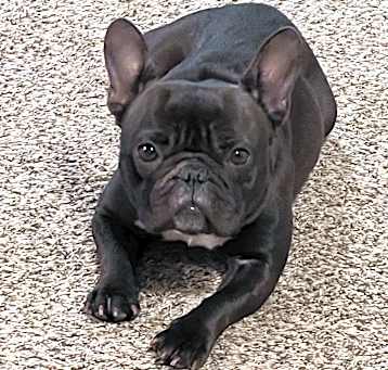 Photo of Koko