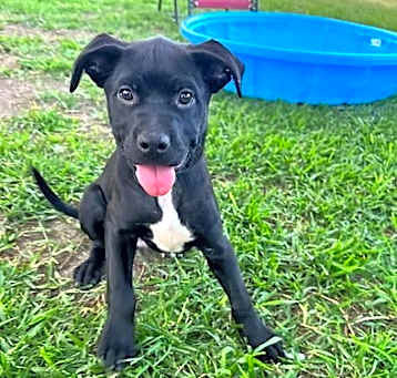 Photo of Flint