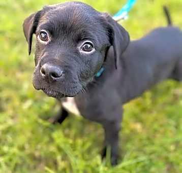 Photo of Flint