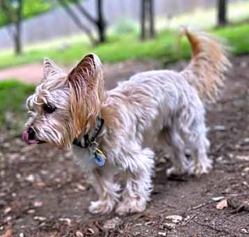 Photo of Baxter T