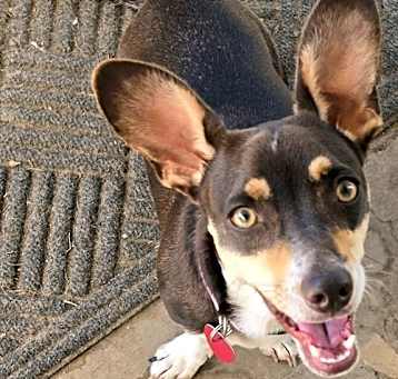 Photo of Luna Chi Weenie