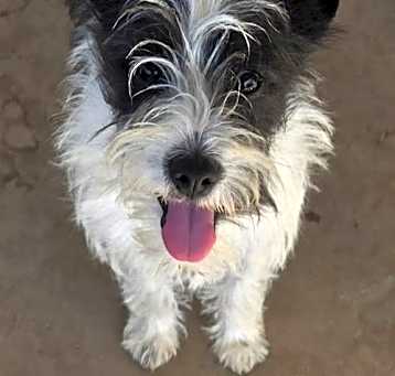 Photo of Carrie Schnauzer