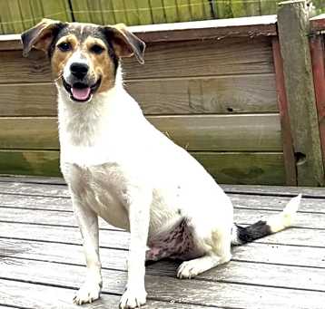 Photo of Fred - brother to Wilma