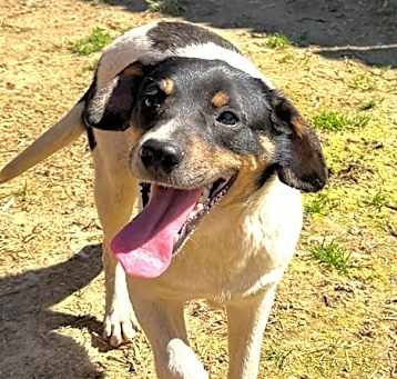 Photo of Wilma - sister to Fred