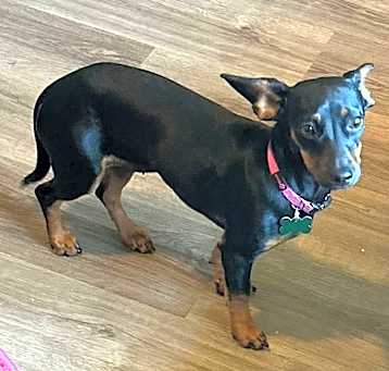 Photo of Baldie