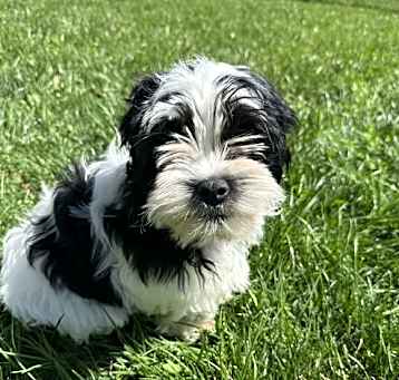 Photo of Twist