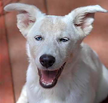 Photo of Skye