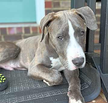 Photo of Grey