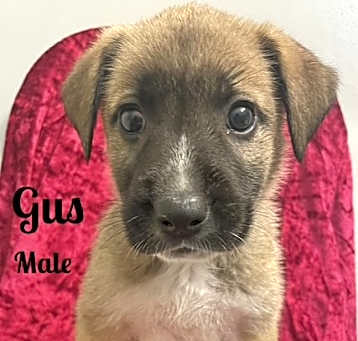 Photo of Gus meet me 5/31