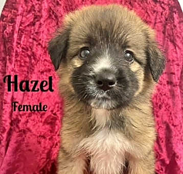 Photo of Hazel meet me 5/31