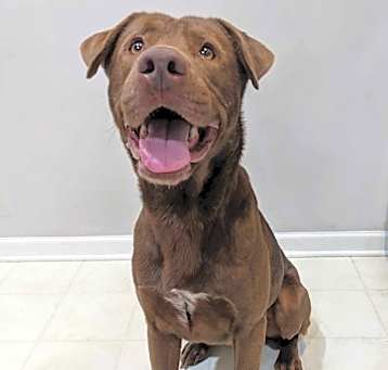 Photo of Choco