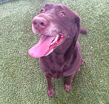 Photo of Chip 5247