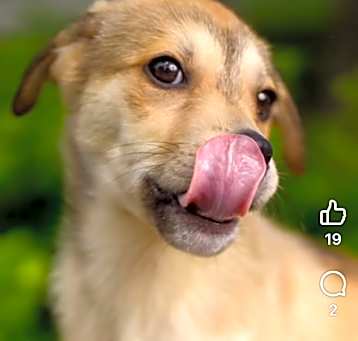 Photo of Hound