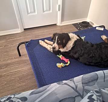 Photo of Clover