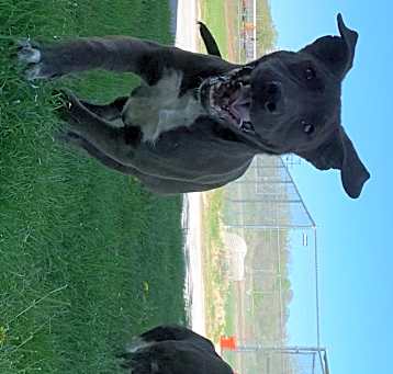 Photo of Koa