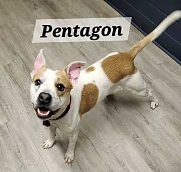 Photo of Pentagon