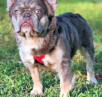Photo of Optimus