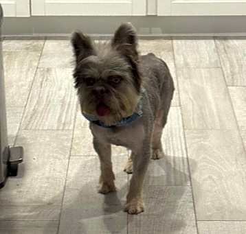 Photo of Snowball