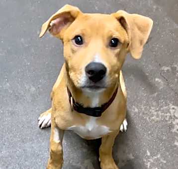 Photo of Bowser in CT