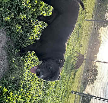 Photo of stellaluna