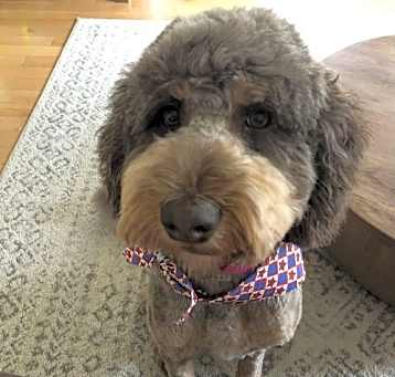Photo of Kona