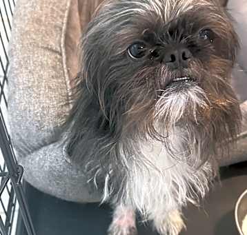 Photo of Gizmo