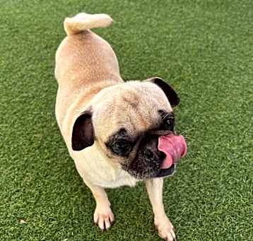 Photo of Pugcilla 7184