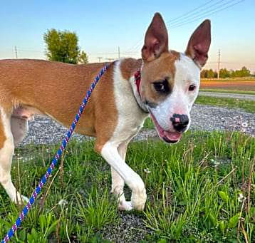 Photo of Bruno