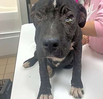 Photo of Lucky