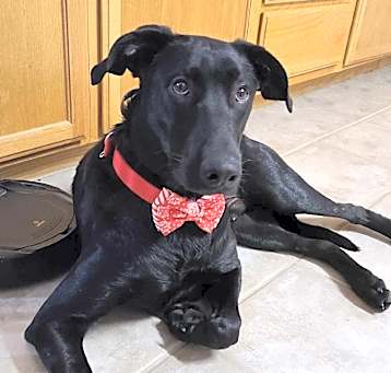 Photo of Pickle