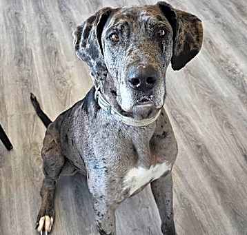 Photo of Chevy