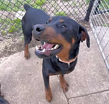 Photo of Brownie