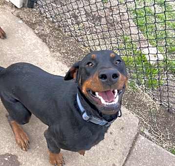 Photo of Chop