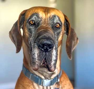 Photo of Donut