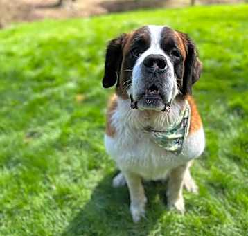Photo of Dixie