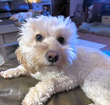 Photo of Bruno
