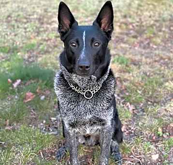 Photo of Charlie - NY