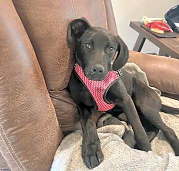 Photo of Freya