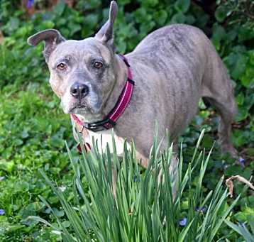 Photo of Rosie