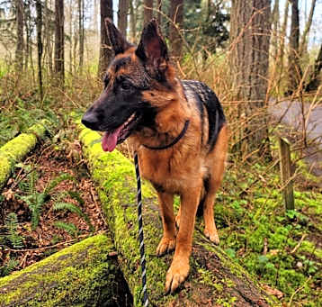 Photo of Luna