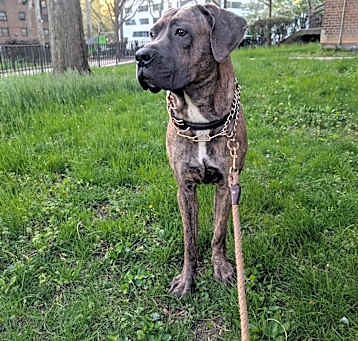 Photo of John wick