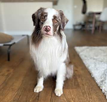 Photo of Lucky