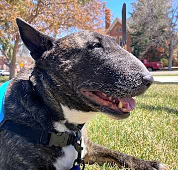 Photo of Layla