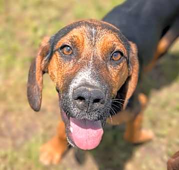 Photo of Sable