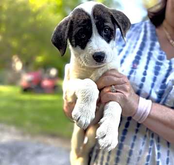 Photo of NY Jane Bronte Avail May 17 (Kent Famers Market)