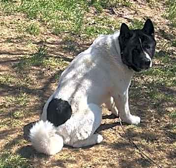 Photo of Turbo